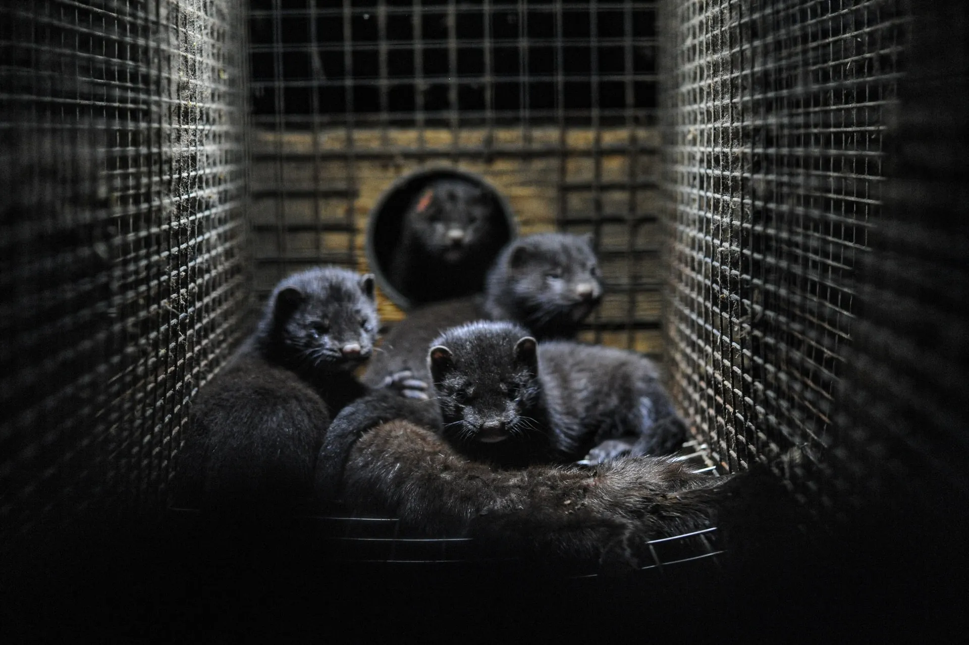 Ferme d'élevage de visons en Suède