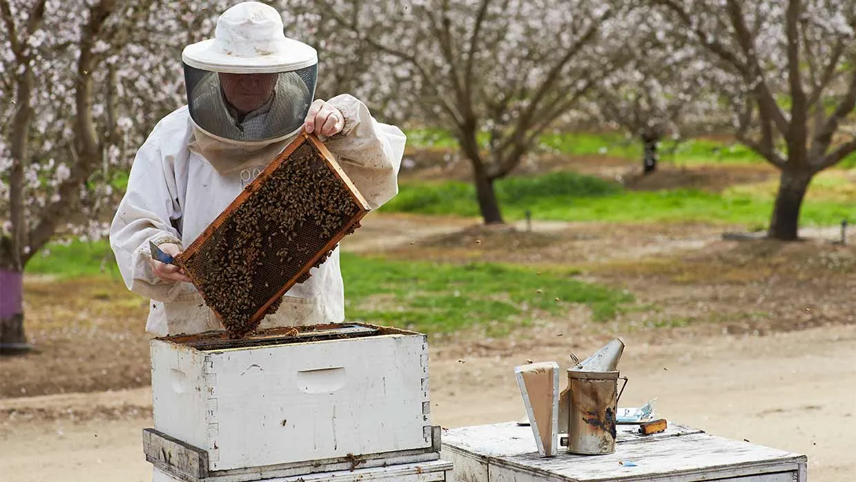 Beekeeper in almond tree farm in California