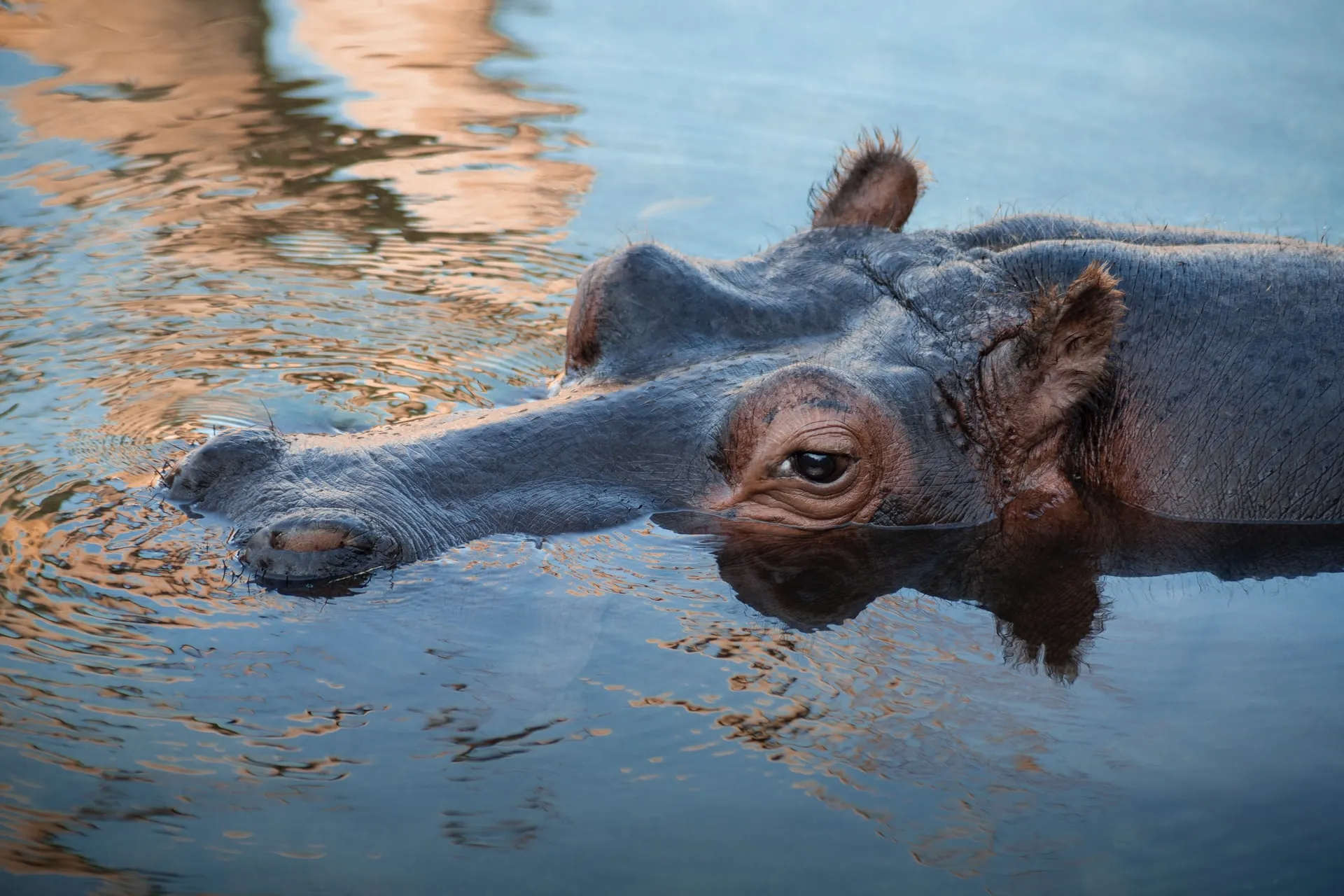 Hippo in water