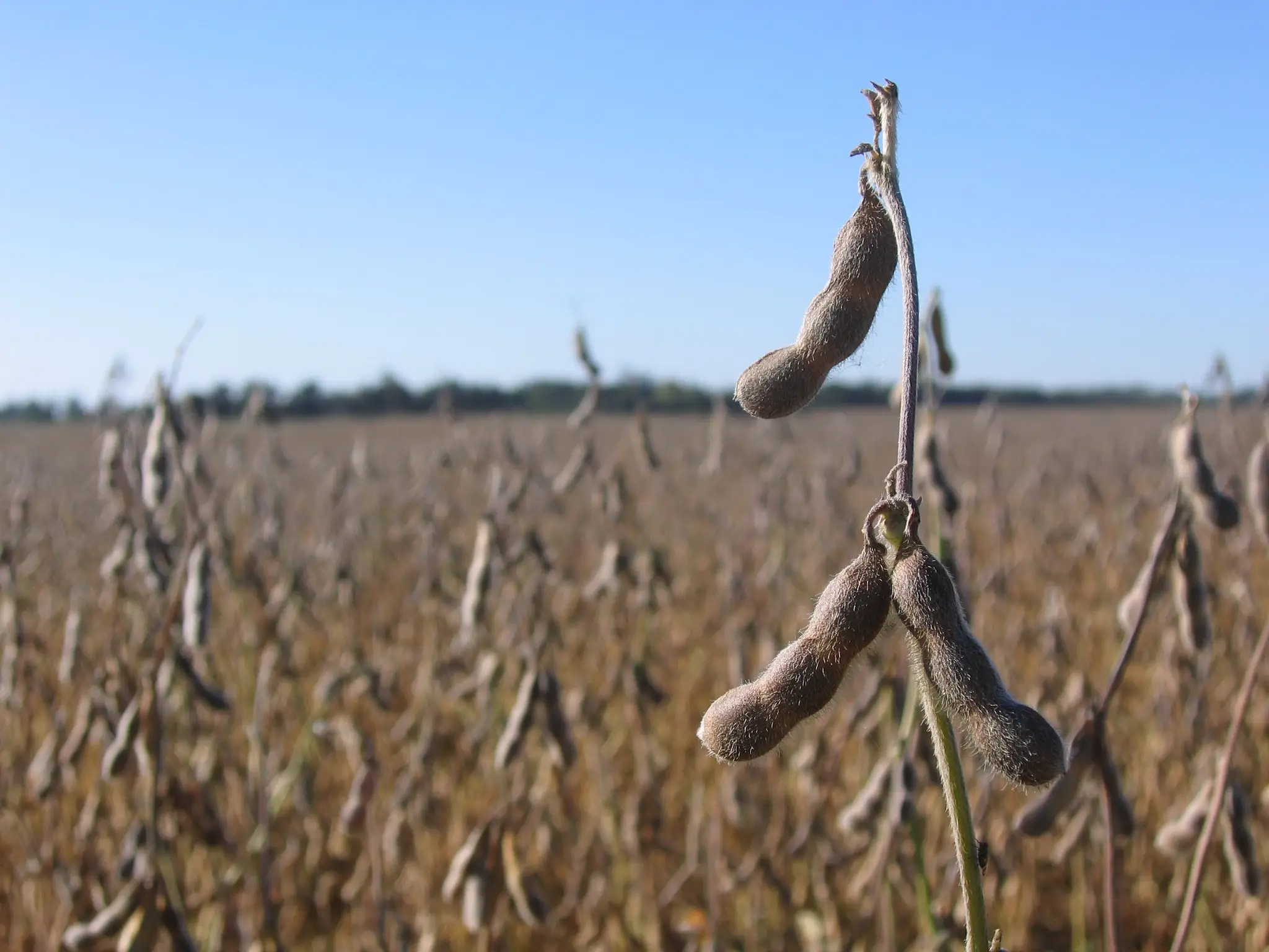 Soybean crop in Argentina