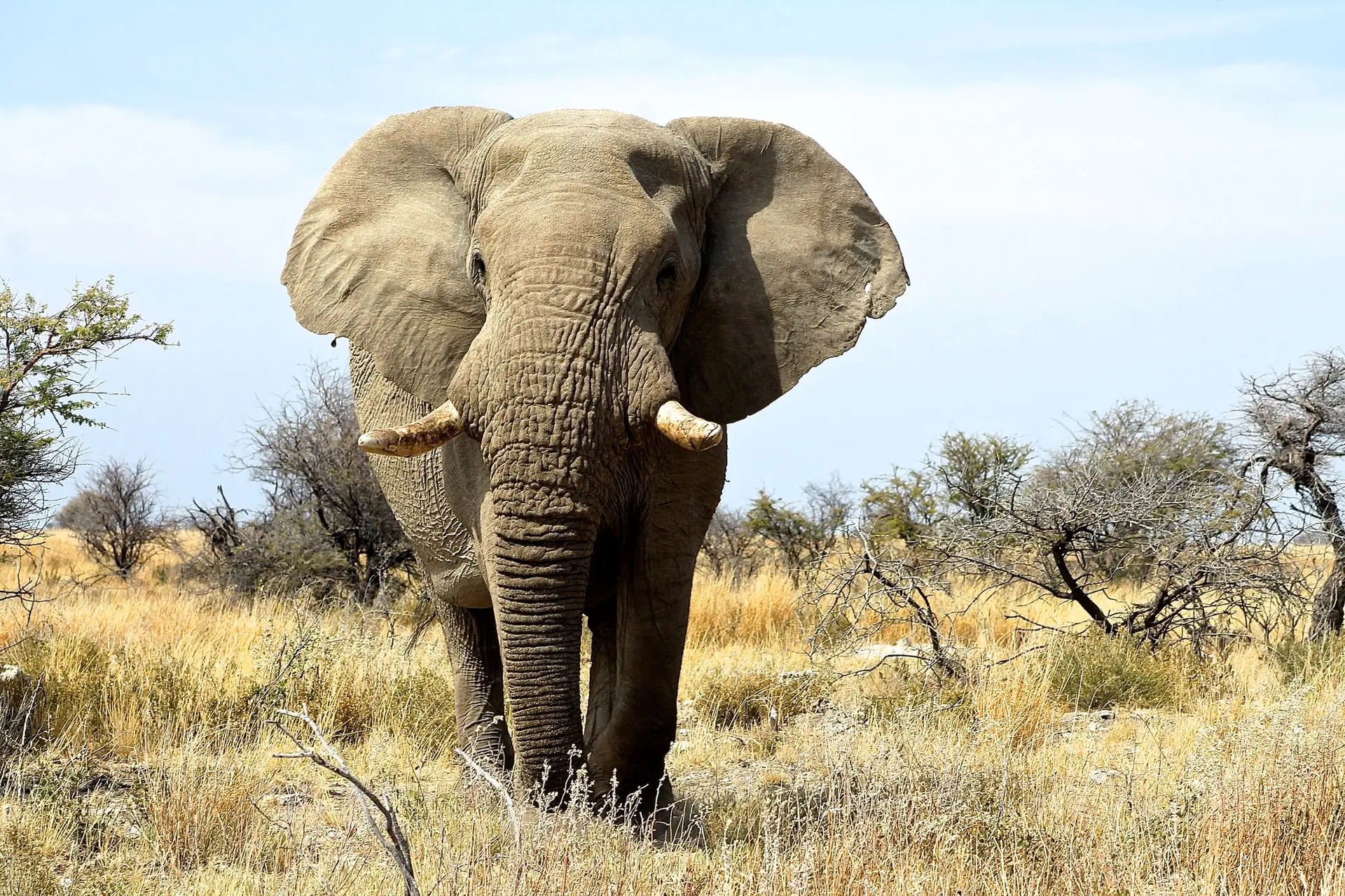 Elephant in Namibia