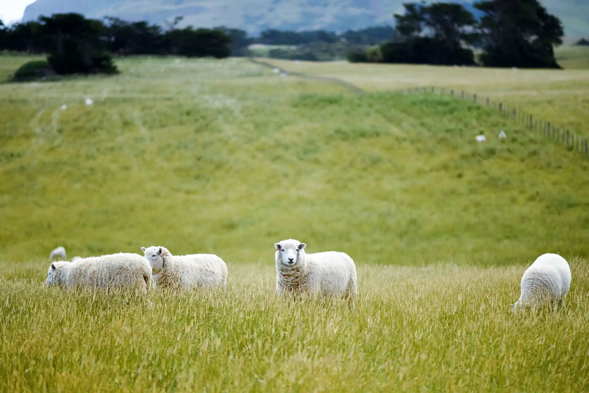 Sheep in New Zealand