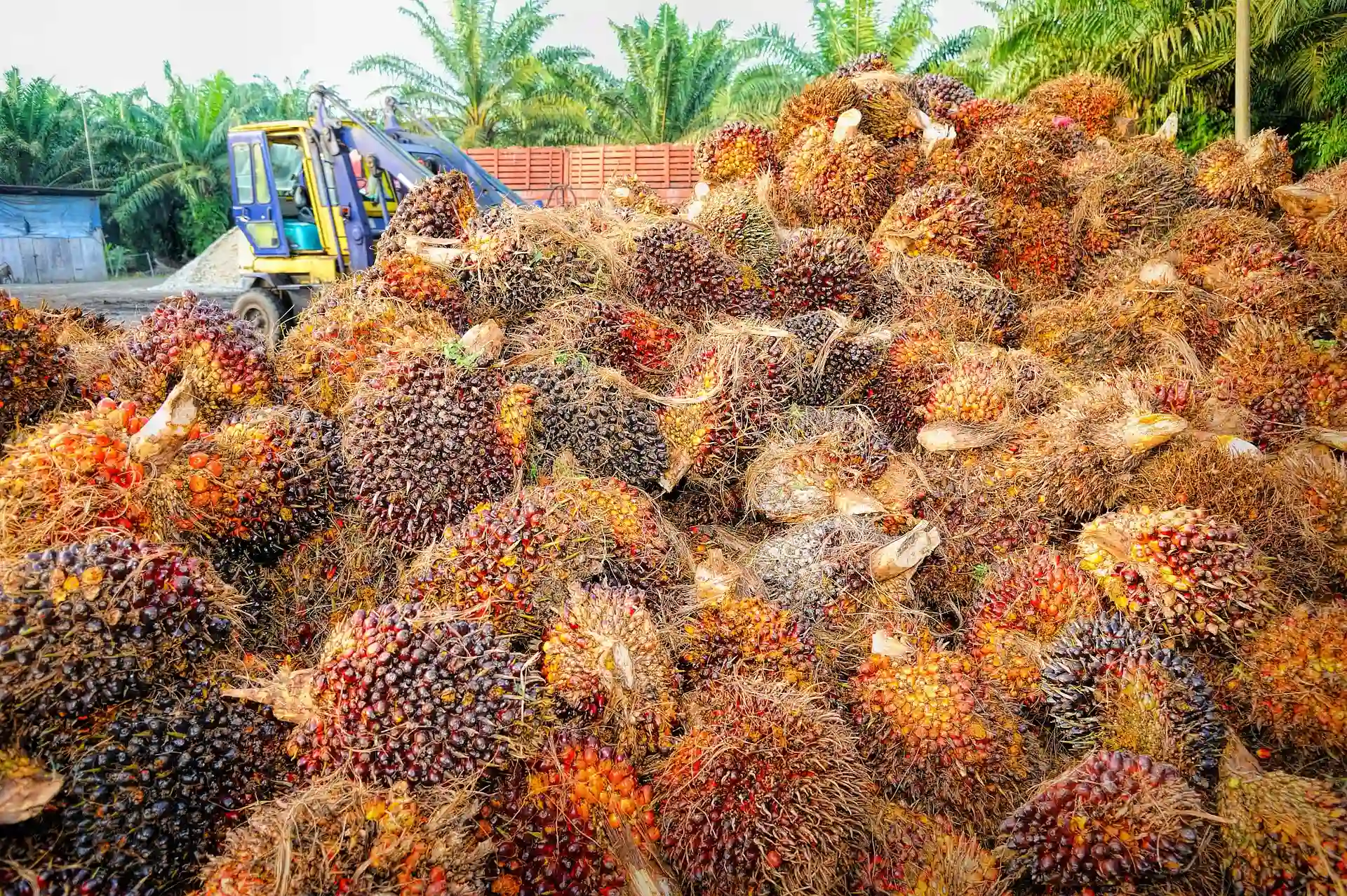 Palm oil crops