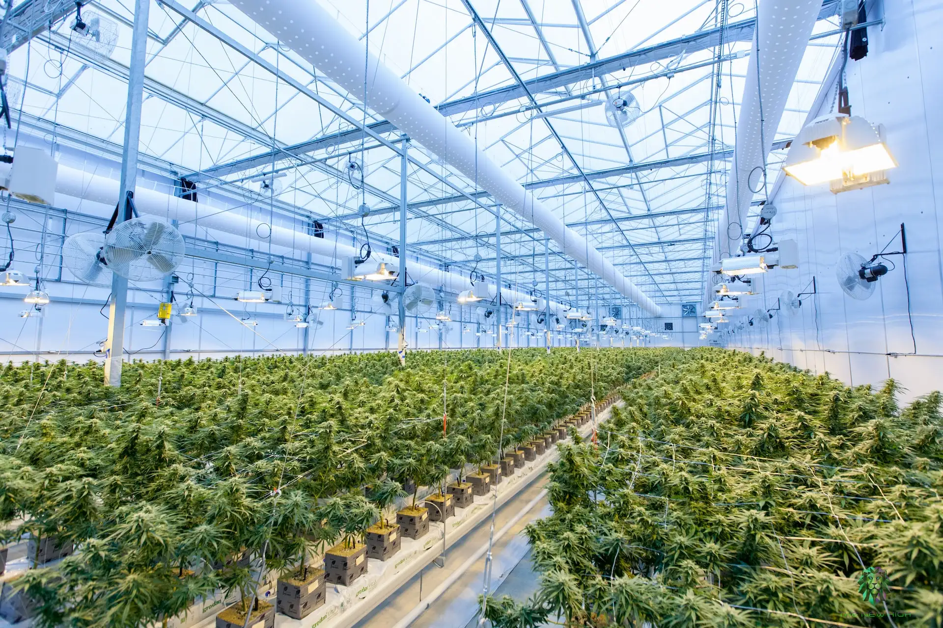 cannabis production in Canada