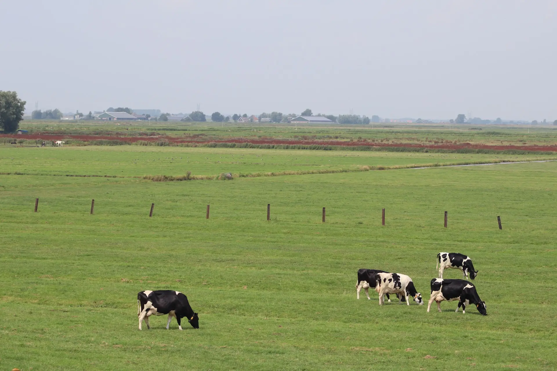 Cows eating in Holysloot, a little village near Amsterdam