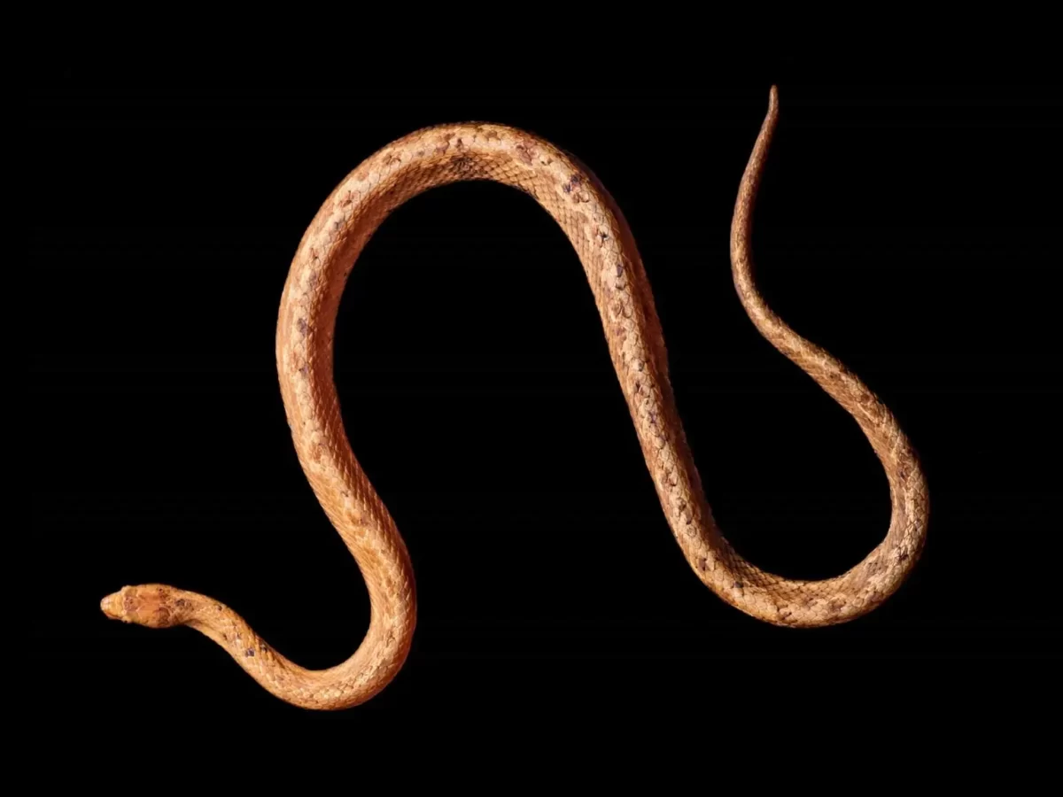 New species of dwarf boa snake discovered in Ecuador