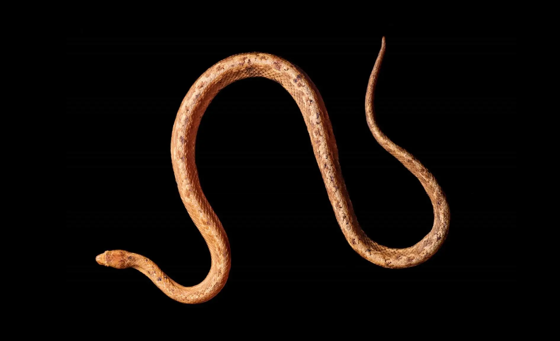 New species of dwarf boa snake discovered in Ecuador