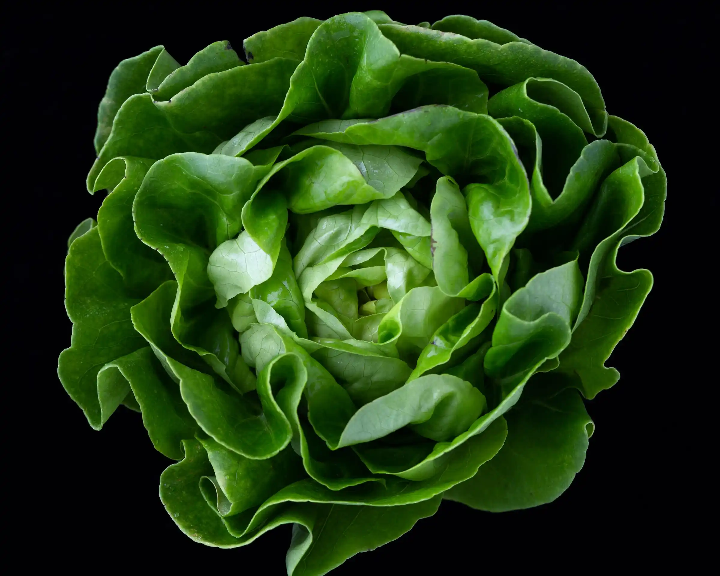 Lettuce