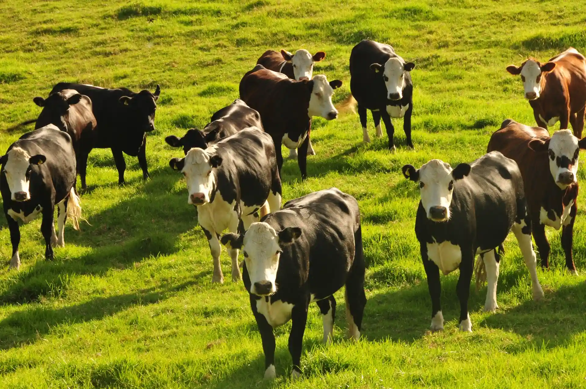 New Zealand farm
