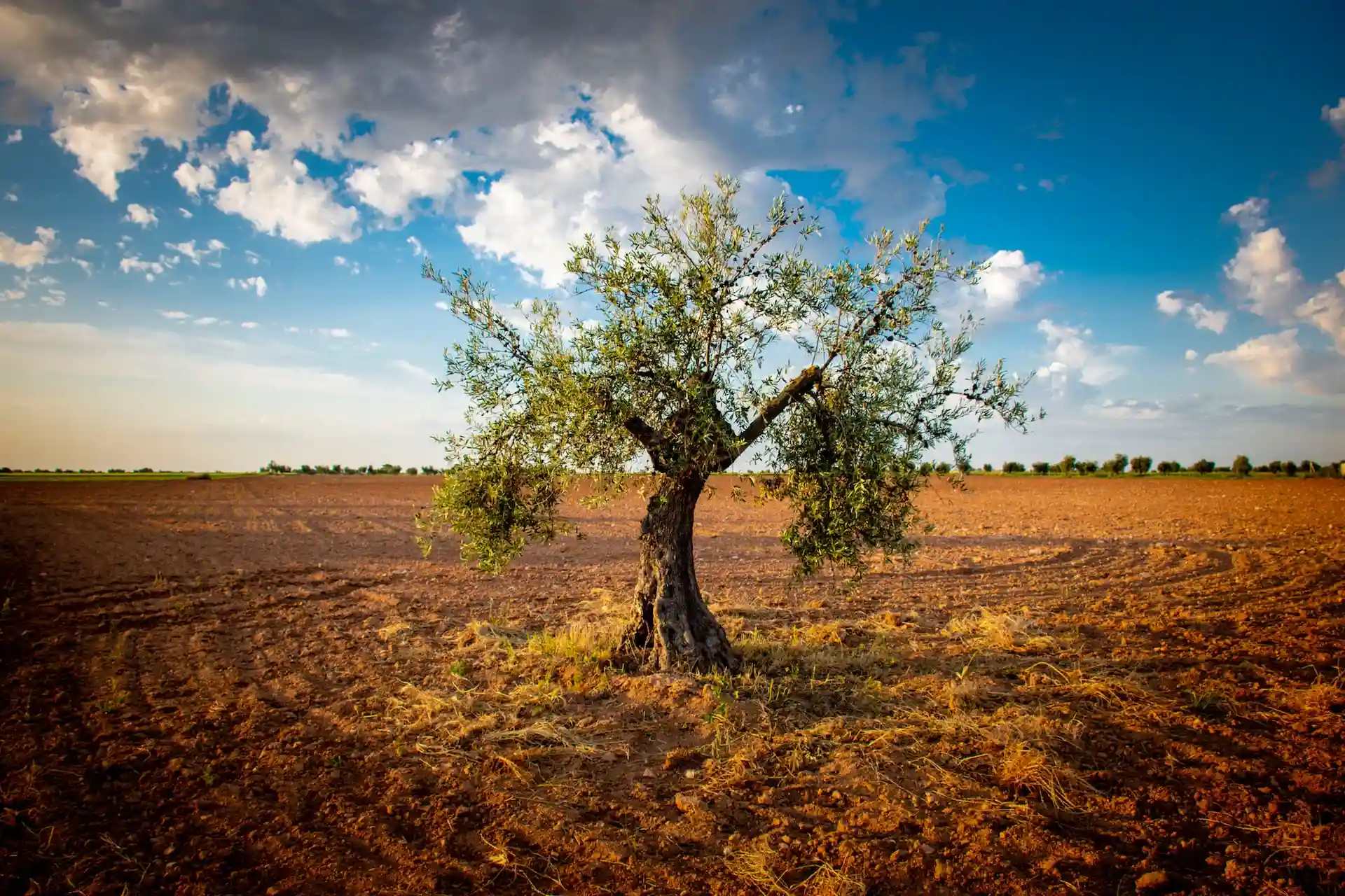 Olive tree in Spain