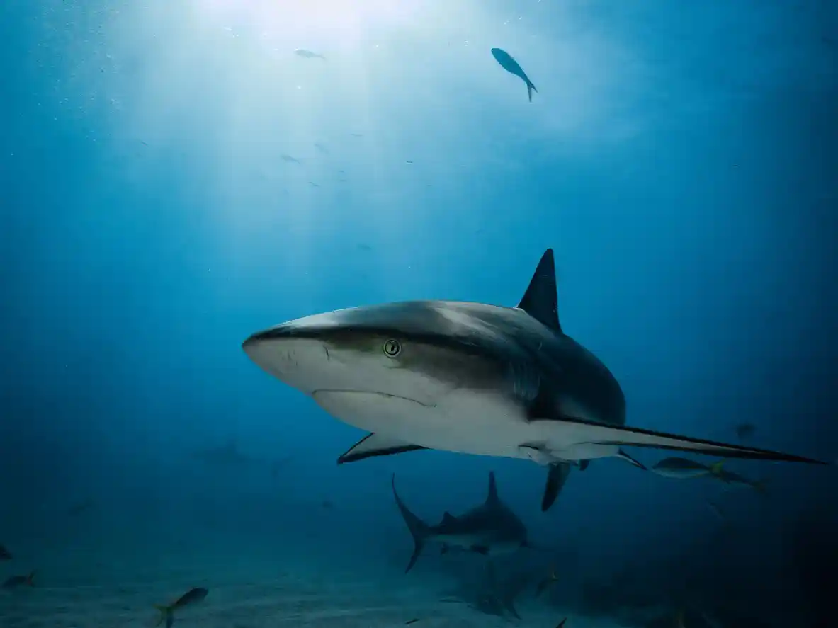 Tiger shark