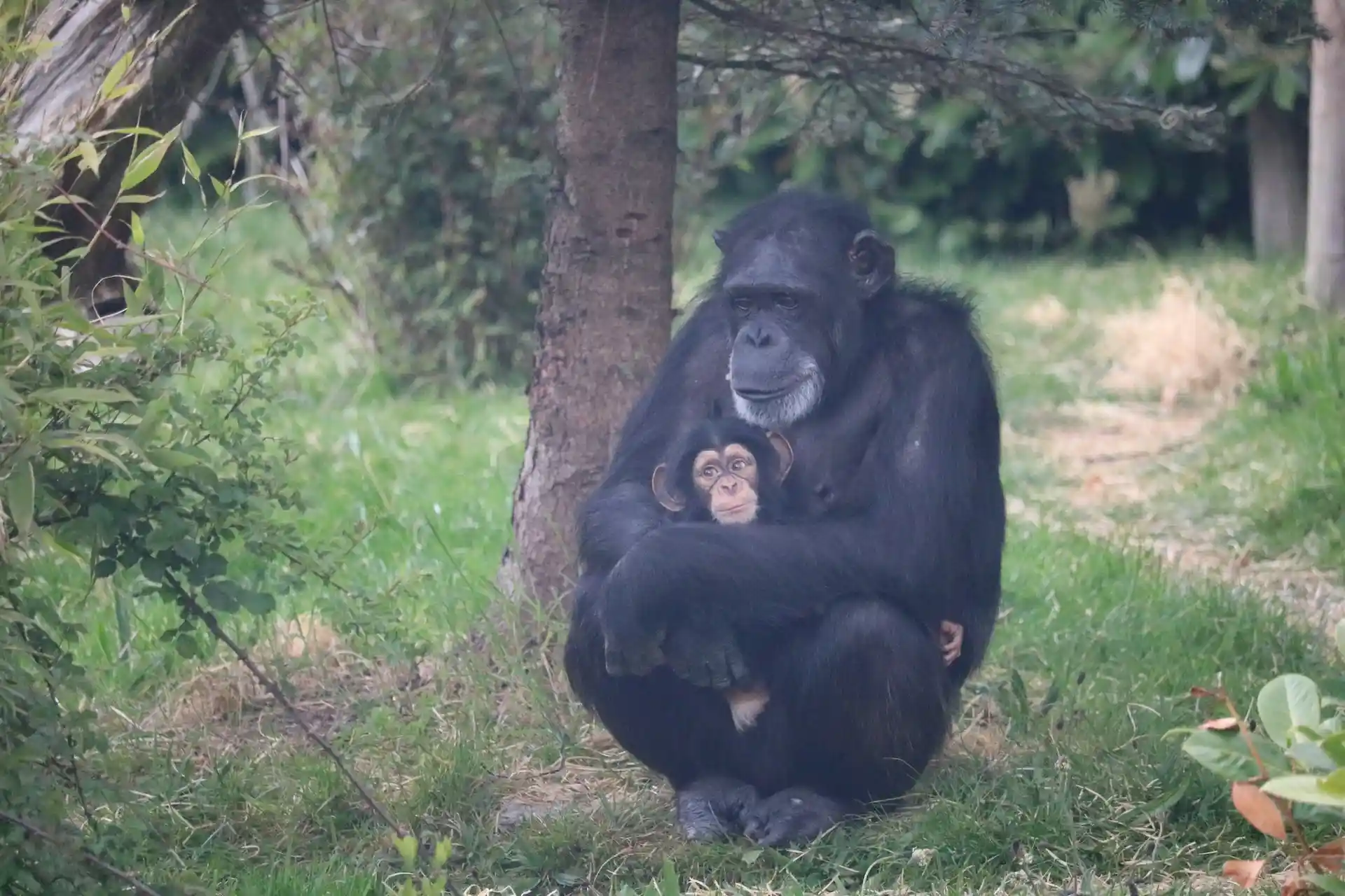 Chimpanzees