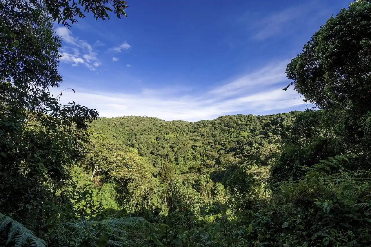 Forest in Uganda