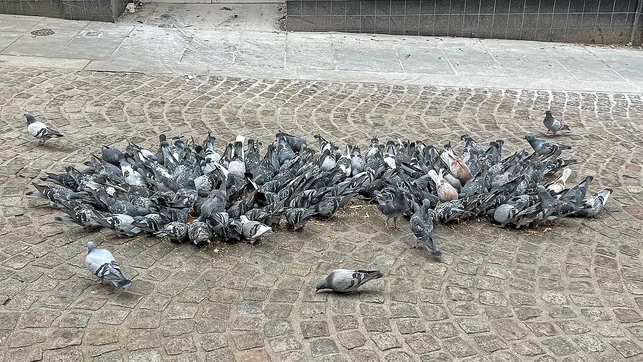 Pigeons