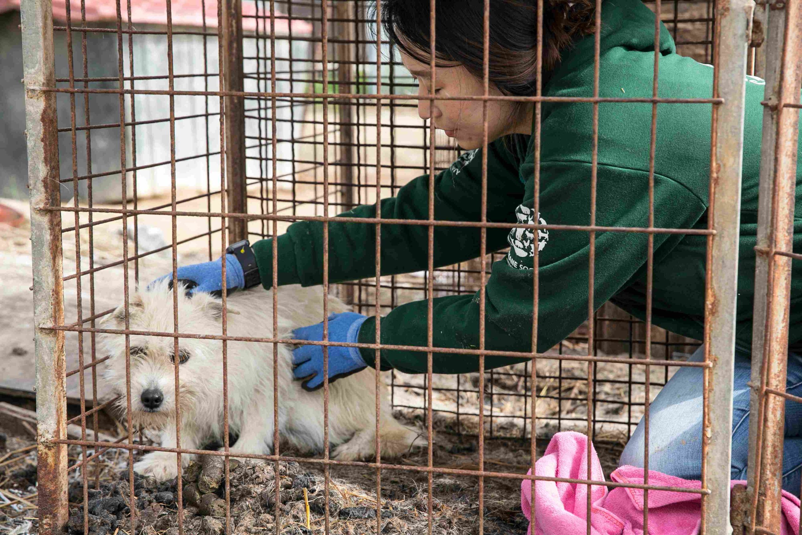 Humane Society International dans un élevage de chiens à Hongseong, en Corée du Sud, en 2020