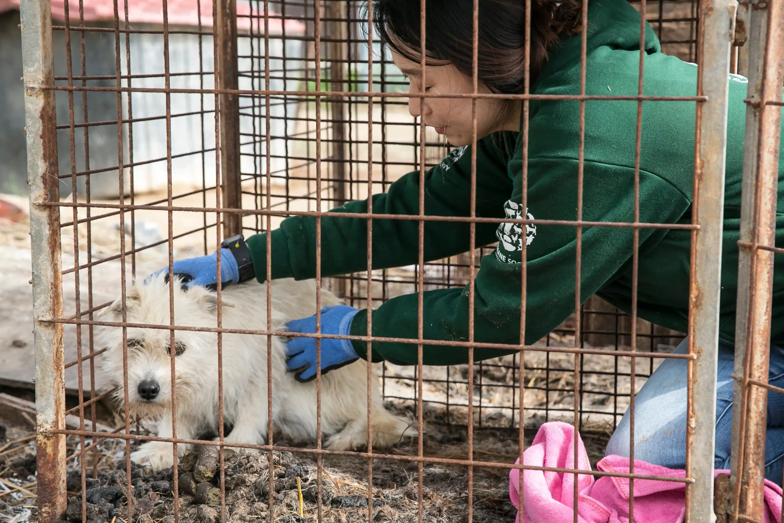 The HSI Animal Rescue Team at a dog meat farm in Hongseong, South Korea in 2020