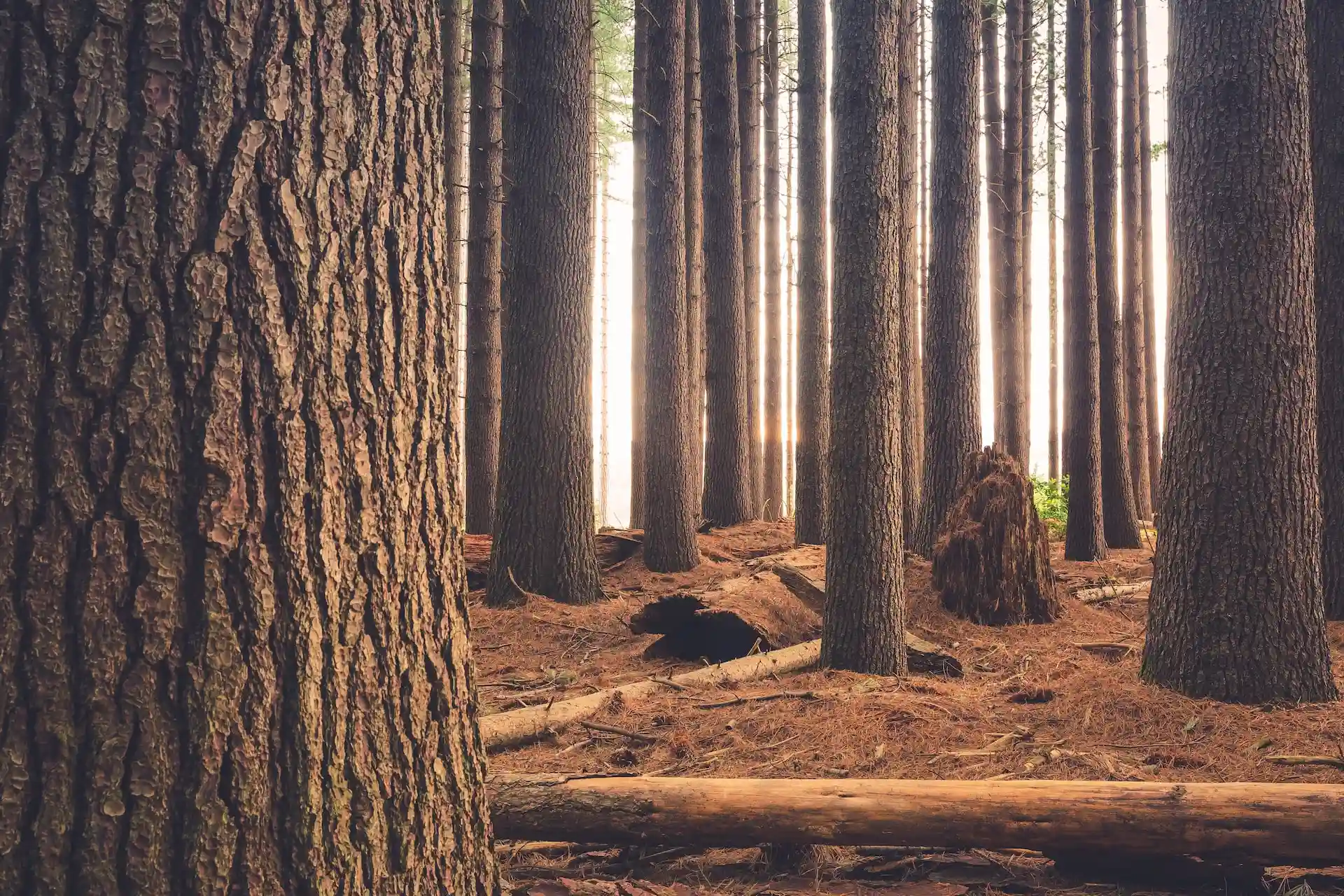 Forest logs
