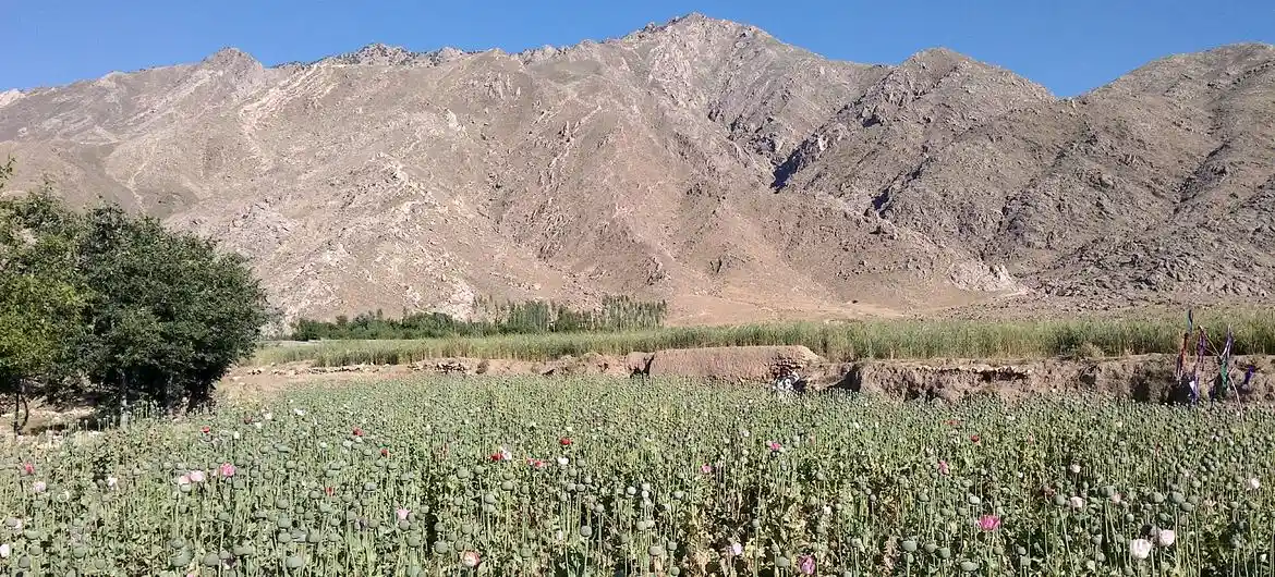 Opium poppy field in Afghanistan