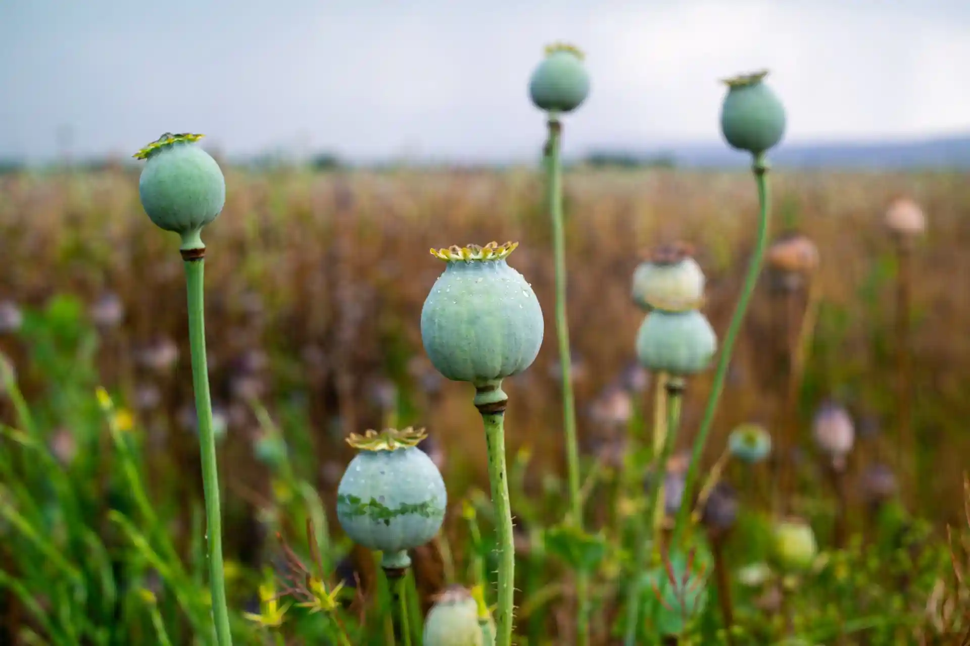 Poppy flower, source of opium.