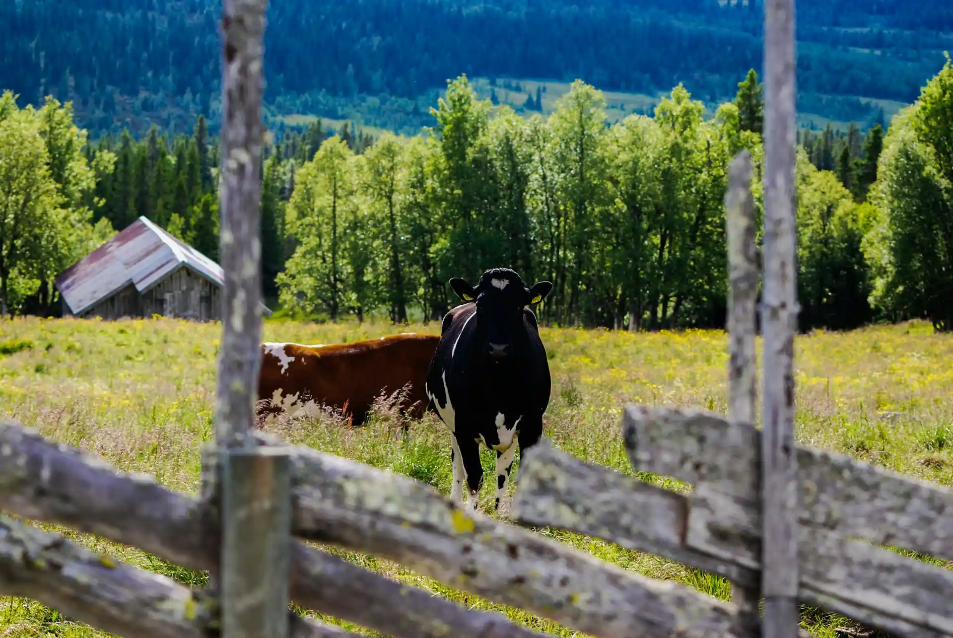 Cow in Norway